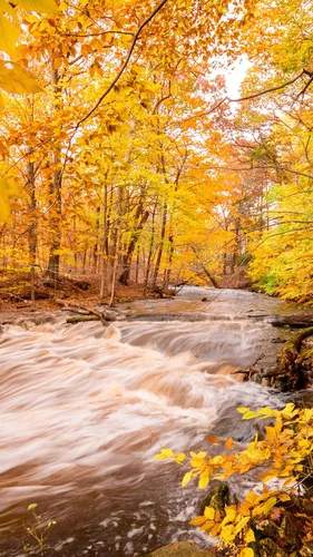 Золотая Осень Обои на телефон река с желтыми листьями