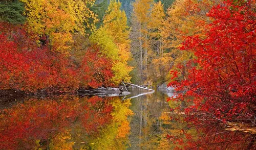 Золотая Осень Обои на телефон фотография