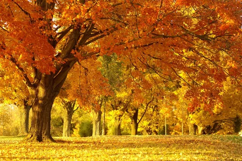Золотая Осень Обои на телефон группа деревьев с оранжевыми листьями