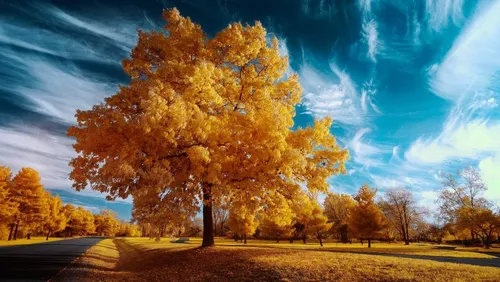 Золотая Осень Обои на телефон дерево с желтыми листьями