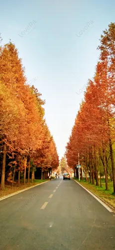 Золотая Осень Обои на телефон снимок