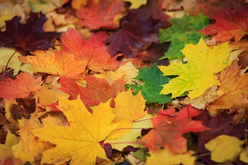 Золотая Осень Обои на телефон группа разноцветных листьев