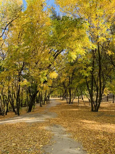 Золотая Осень Обои на телефон грунтовая дорога с деревьями по обе стороны