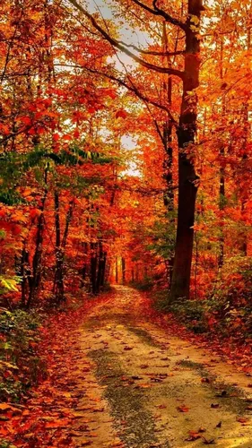 Золотая Осень Обои на телефон тропинка через лес