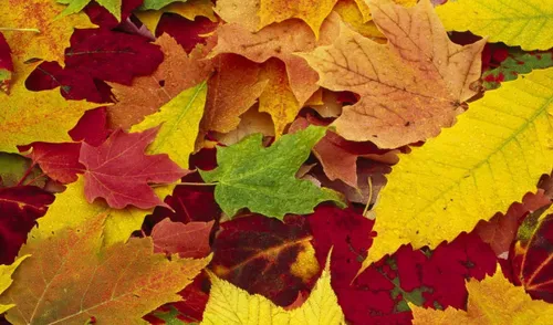 Золотая Осень Обои на телефон куча разноцветных листьев