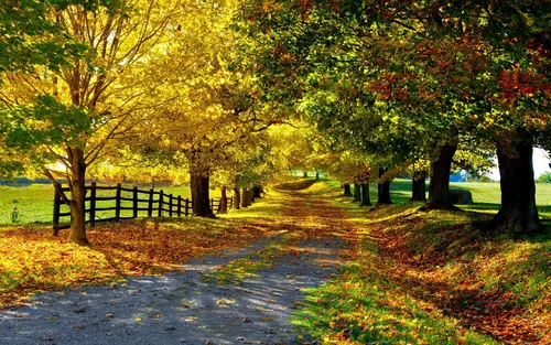 Золотая Осень Обои на телефон дорога с деревьями по обе стороны