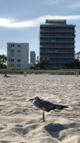 Квартира Обои на телефон птица на пляже