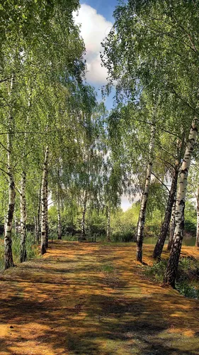 Лето Природа Обои на телефон грунтовая дорога, усеянная деревьями