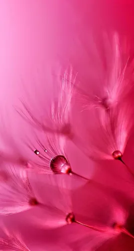 Нежно Розового Цвета Обои на телефон цветок крупным планом