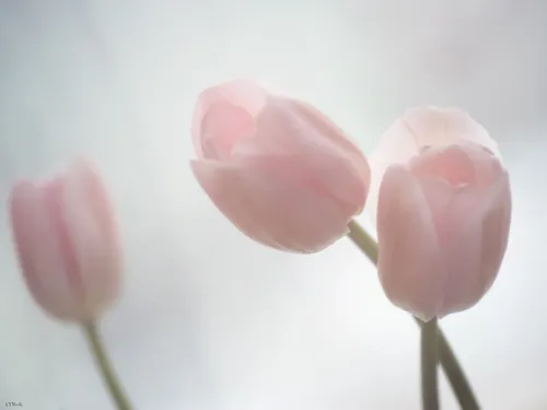 Нежно Розового Цвета Обои на телефон розовые цветы крупным планом