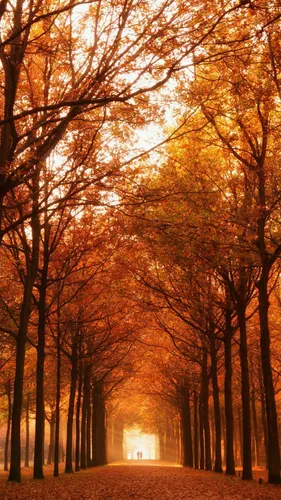 Осень Hd Обои на телефон тропинка с деревьями по обе стороны