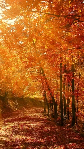 Осень Hd Обои на телефон лес с оранжевыми и желтыми листьями
