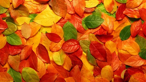 Осень Hd Обои на телефон куча разноцветных листьев
