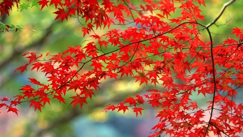 Осень Hd Обои на телефон дерево с красными листьями