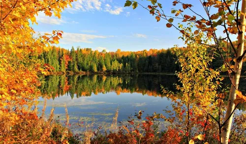 Осень Hd Обои на телефон озеро, окруженное деревьями