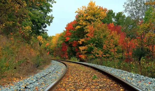 Осень Hd Обои на телефон железнодорожные дорожки в лесу