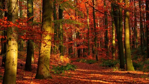Осень Hd Обои на телефон лес деревьев с оранжевыми и желтыми листьями