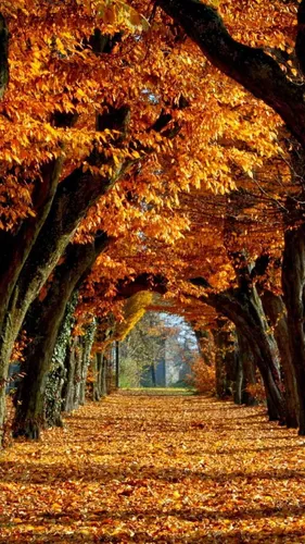 Осень Hd Обои на телефон большое дерево с оранжевыми листьями