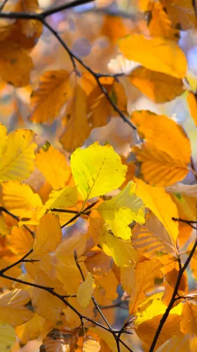 Осень Бесплатно Обои на телефон группа желтых листьев