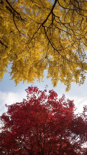 Осень Бесплатно Обои на телефон группа деревьев с разноцветными листьями