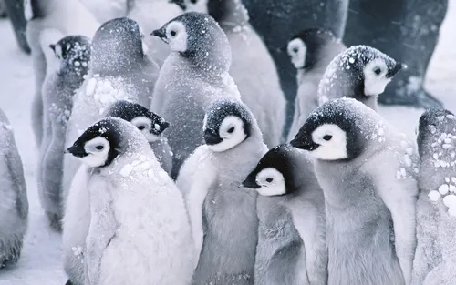 Пингвин Обои на телефон группа пингвинов