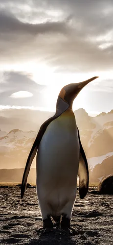 Пингвин Обои на телефон пингвин, стоящий на скалистой поверхности