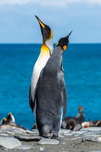 Пингвин Обои на телефон пингвины, стоящие на скалах