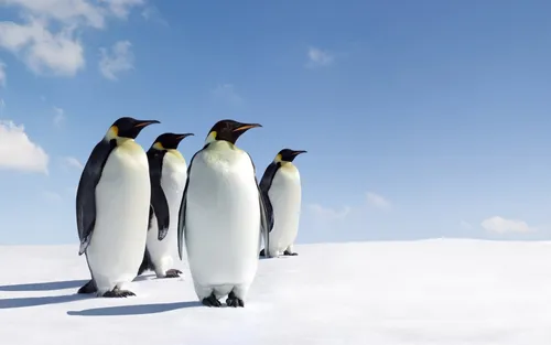 Пингвин Обои на телефон группа пингвинов, идущих по снегу