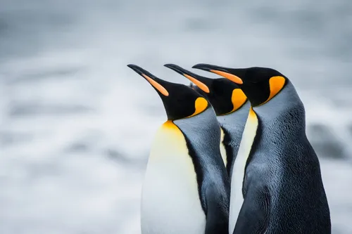 Пингвин Обои на телефон пингвин с открытым клювом