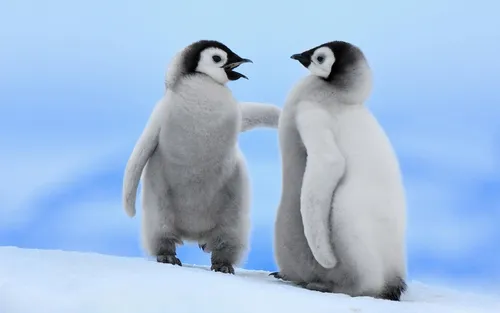 Пингвин Обои на телефон группа пингвинов, стоящих на снегу