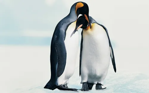 Пингвин Обои на телефон пара пингвинов, стоящих на снегу