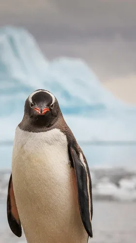 Пингвин Обои на телефон пингвин с красным клювом
