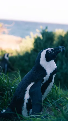 Пингвин Обои на телефон пингвин в траве