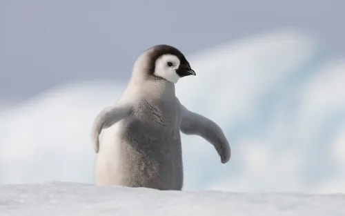 Пингвин Обои на телефон маленький пингвин в снегу