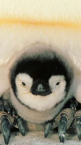 Пингвин Обои на телефон чучело на диване