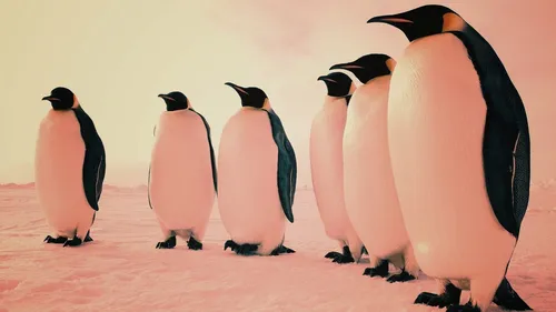 Пингвин Обои на телефон фон