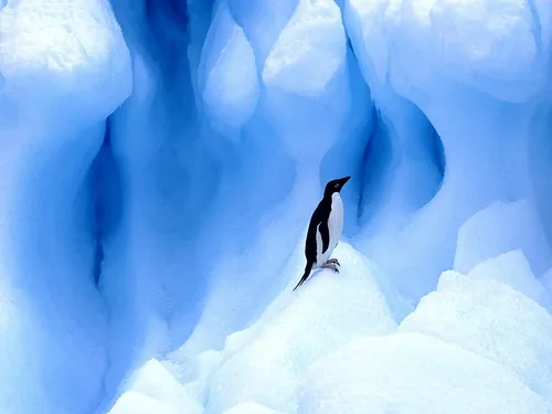 Пингвин Обои на телефон пингвин, стоящий на скале