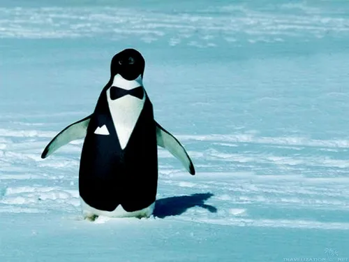 Пингвин Обои на телефон пингвин, идущий по снегу