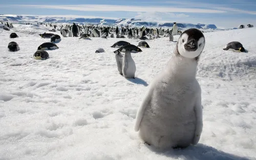 Пингвин Обои на телефон группа пингвинов в снежной среде