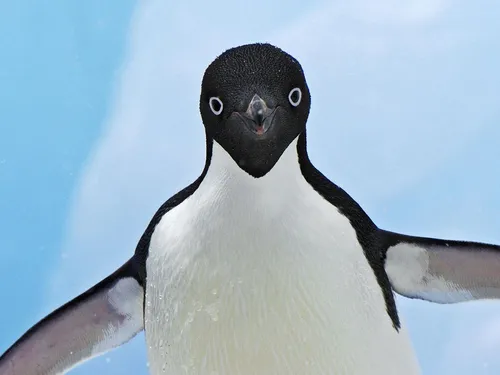 Пингвин Обои на телефон пингвин с человеческой рукой