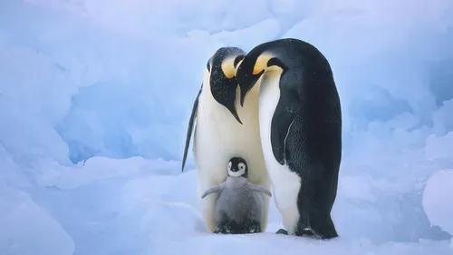 Пингвин Обои на телефон пара пингвинов на льду