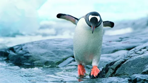 Пингвин Обои на телефон пингвин, стоящий на скалах