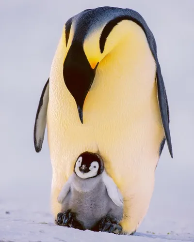 Пингвин Обои на телефон птица крупным планом