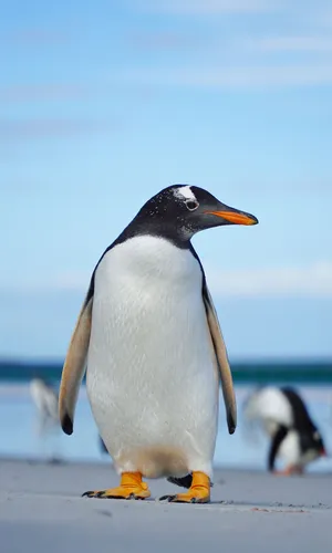 Пингвин Обои на телефон пингвин, стоящий на бетонной поверхности