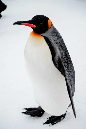 Пингвин Обои на телефон снимок