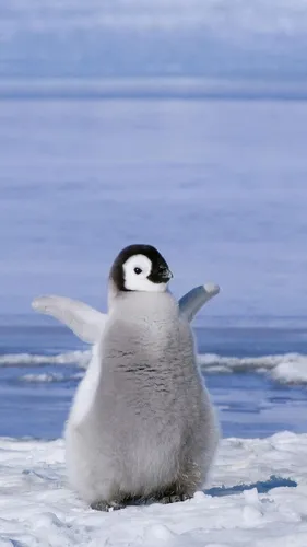 Пингвин Обои на телефон для Windows