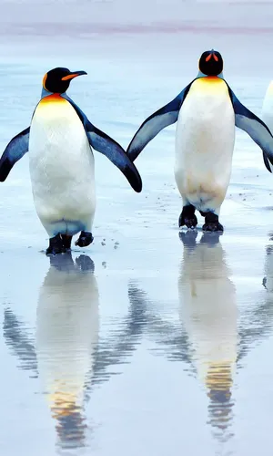 Пингвин Обои на телефон пара пингвинов гуляет по пляжу