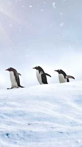 Пингвин Обои на телефон группа пингвинов в снегу