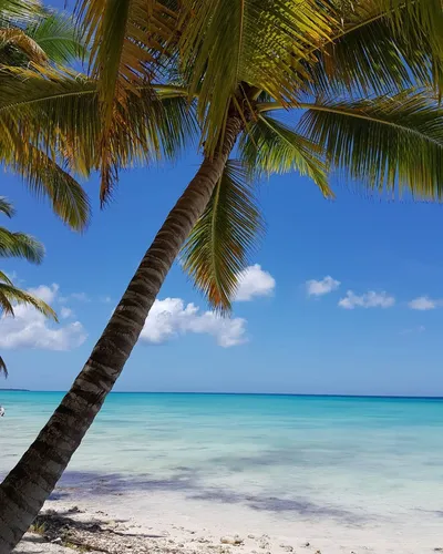 Пляж Пальмы Обои на телефон бесплатные картинки