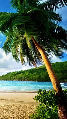 Пляж Пальмы Обои на телефон эстетика